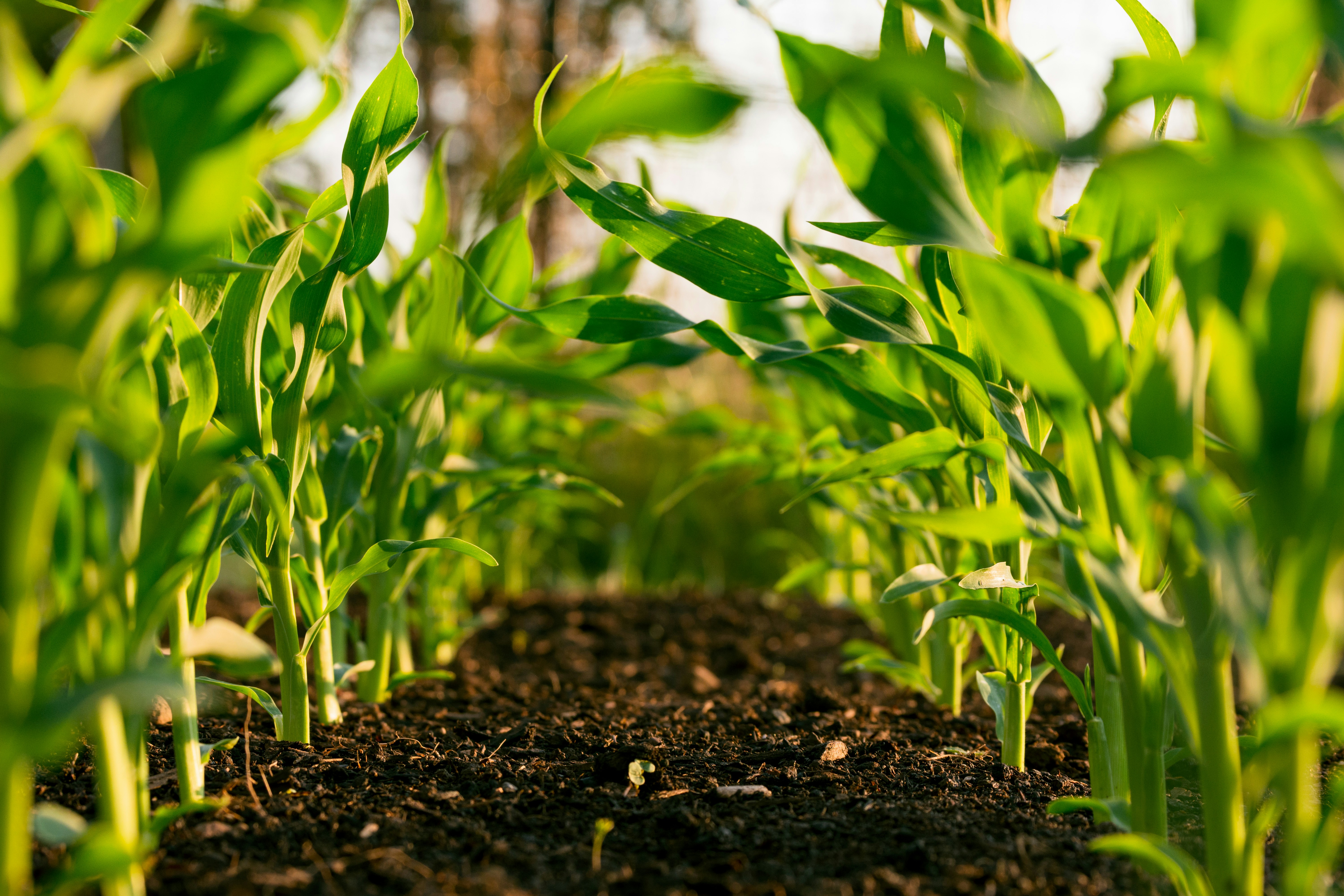 Maize plants background